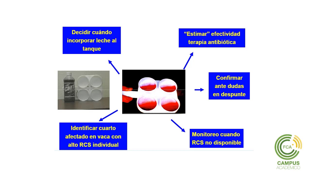 Mastitis (Parte 3) 