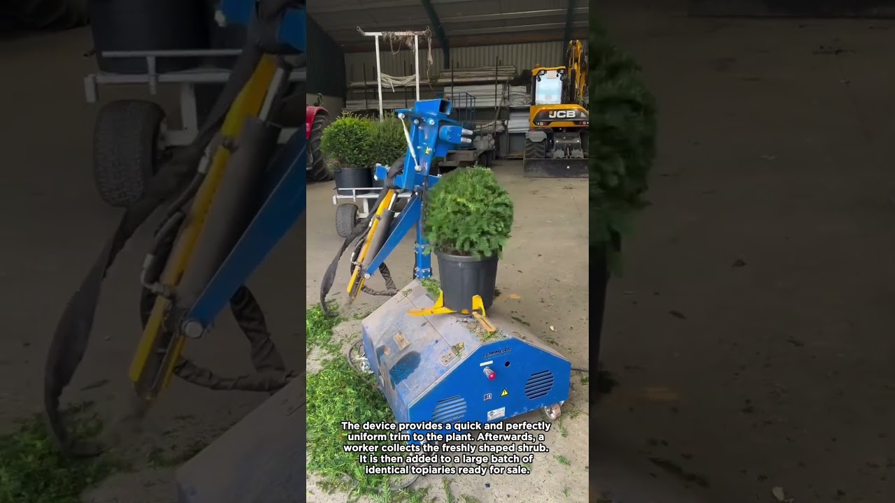 Automated Topiary Machine Shaping a Yew Bush