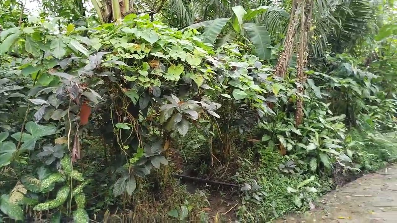 LOT FOR SALE IN LILIW, LAGUNA ‼️ TAX DECLARATION☑️ UPDATED AMILIAR / 994 SQ.M / 1.5,000,000 PESOS🙏😇