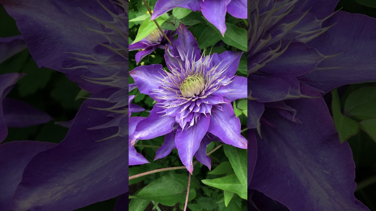 Саженцы Клематиса крупноцветкового Мульти Блю (Clematis Multi Blue)