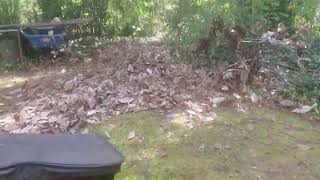 The brute power of the Stihl BR600. by Big Al's Man Cave 1,504 views 6 months ago 7 minutes, 24 seconds