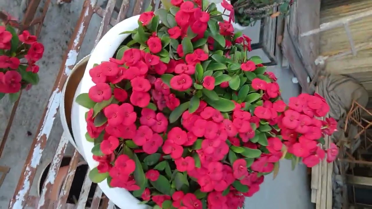 In chung ah leh Varanda vel a ka Pangpar vul ang ang hi lo chhawpchhuak ve leh ila.