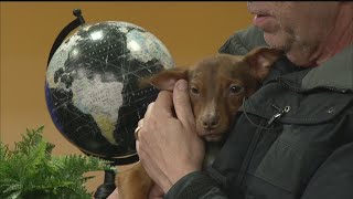 Friday Pets 1-31-25