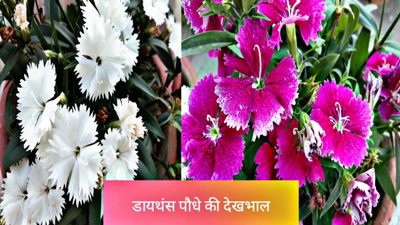 How To Grow And Care Dianthus Plant// Winter Flowering Plant//Care Of