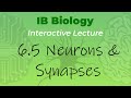 IB Biology 6.5 - Neurons & Synapses - Interactive Lecture