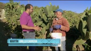 E l cultivo del higo pico.  Con Lo Nuestro 16