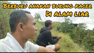 Berburu anakan burung kacer di alam liar