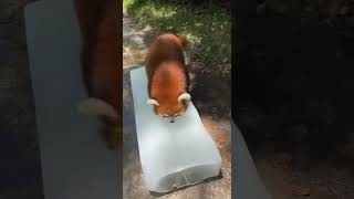 Red panda cools off on ice sheet