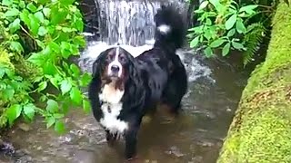 Bernese Mountain Dog in Creek - Shelby loves to swim! by BernerTube 9,634 views 9 years ago 49 seconds