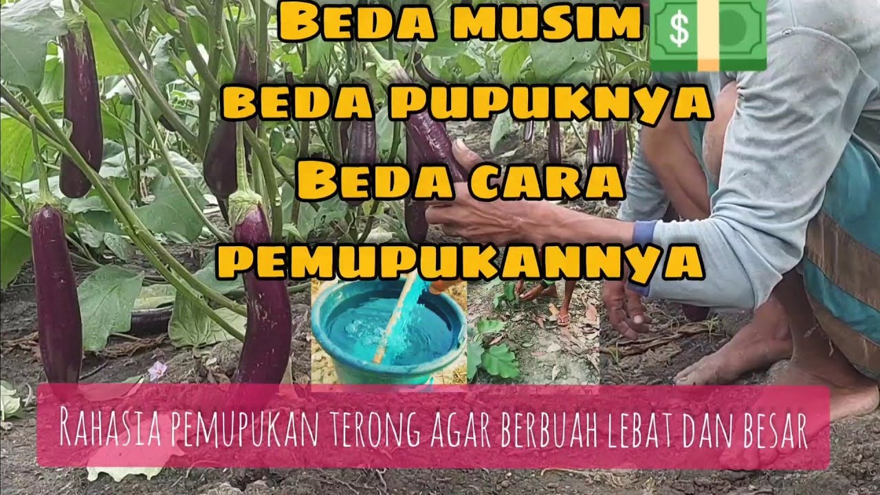 cara pemupukan pertama, kedua dan ketiga pada tanaman terong dilengkapi panduan pemupukan lengkap