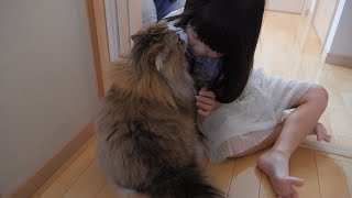 家族で外泊した日、留守番猫が寂しそうに帰りを待つ様子とかわいいお迎え