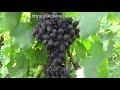 Сорта винограда 2018. Виноградник Олейника - лаборатория новейших гибридных форм. Часть 1