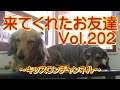 来てくれたお友達 Vol.202【チワワ 交配】0457