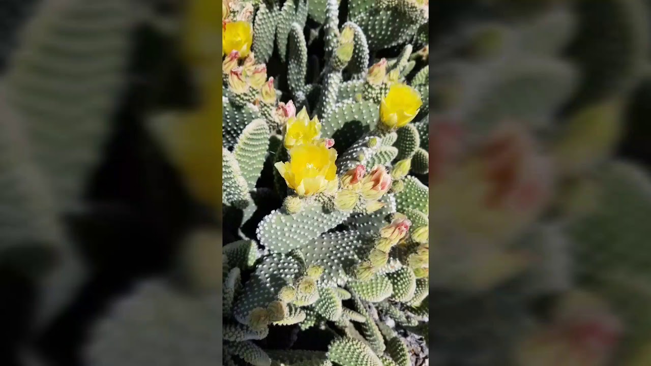 Bunny Ear Cactus(Opuntia Microdasys ) 
