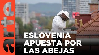 Eslovenia, la tierra de las abejas | ARTE.tv Documentales