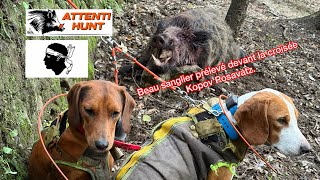 Beau sanglier prélevé devant la croisée kopov posavatz - Chasse Sanglier Corse
