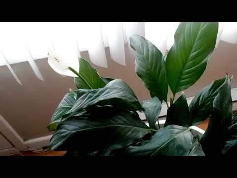 Comment entretenir La fleur de lune, le lis de la paix,le Soathiphyllum😀