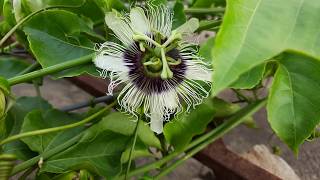 Passion Fruit Flowers  From My Terrace Gardens