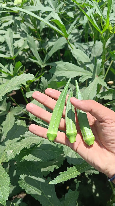 #okra Verity syngenta diwa-51 #farmerlifeindia #farming #india #agriculture