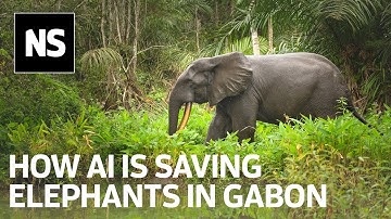 AI-powered camera traps are protecting Gabon wildlife from poachers