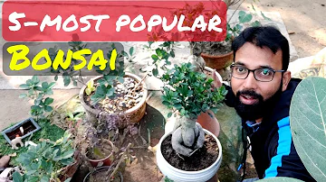 Can bonsai trees survive in shade?
