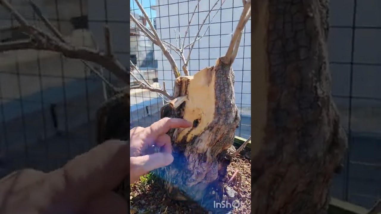trabajo en granado yamadori  14/8/22 hoy madera muerta