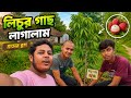 লিচুর গাছ লাগালাম গ্রামের ছোট্ট ব্লগ 🌿💕 #লিচু #vlog #vlogger #vairal #vairal #bangla #trending