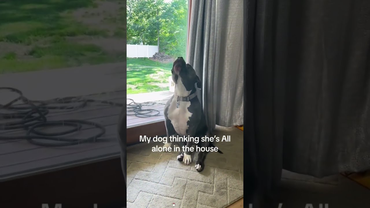 My Dog Thought I Was Not Home