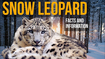 Snow Leopard Secrets: Majestic Beauty Unveiled #snowleopards #wildlife #animalfacts
