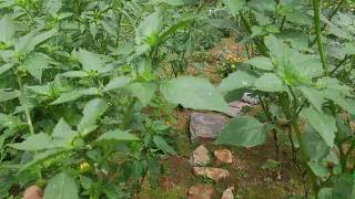 How to grow and harvest Purple and Green tomatillo