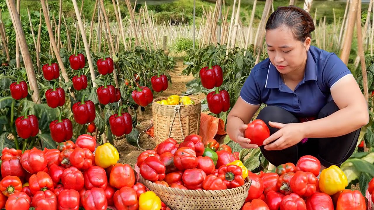 HARVESTING colorful BELL PEPPERS to SELL at the MARKET- Cooking dishes from bell peppers | Ly Thi Ca