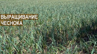 Выращивание чеснока. Ферма Лесниченко