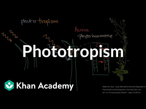 Phototropism  | Plant Biology | Khan Academy