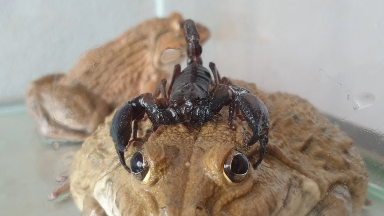 Неудивительно, что Король Чёрных Скорпионов - сражается с вершиной ...