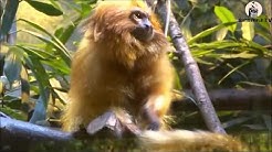 Pupuh Balakbak - Aya Monyet ( Video + Lirik) - Durasi: 3:36. Pupuh Balakbak - Aya Monyet ( Video + Lirik) - Durasi: 3:36.