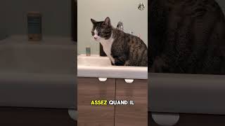 Rafraîchir ton chat pendant la Canicule 🥵 #chat #canicule #cat #catvideos #catshorts #catlife #chats