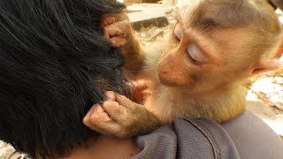 Monkey Lice, Watch Monkeys Grooming #Ep11