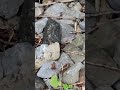 One of the smallest frogs I've seen.