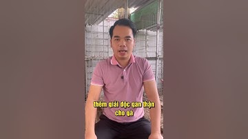 6 lý do khiến gà mất gân