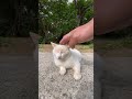 神社で出会った目の色がブルーの野良猫。#shorts