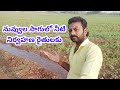 నువ్వుల సాగులో నీటి నిర్వహణ | రైతులకు ఉపయోగకరమైన సమాచారం,#నువ్వులసాగు  Kadapa Anji,