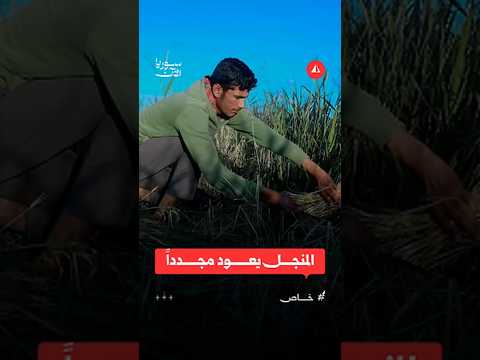 المنجل يعود إلى حقول الرقة.. ما السبب؟