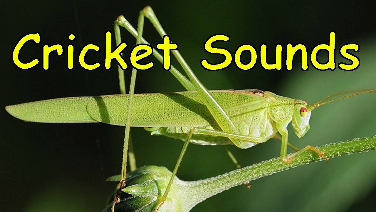 cricket crickets runnings