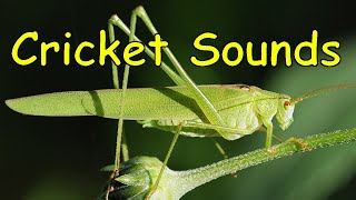 Cricket Sounds (3 different sounds)