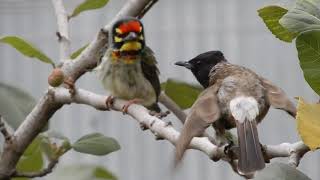 Redvented Bulbul’s display to Curious Coppersmith Barbet.