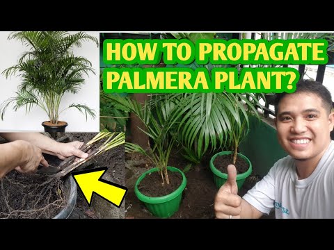Video: Sago Palm Transplanting - Alamin Kung Kailan At Paano Mag-repot ng Halaman ng Sago Palm