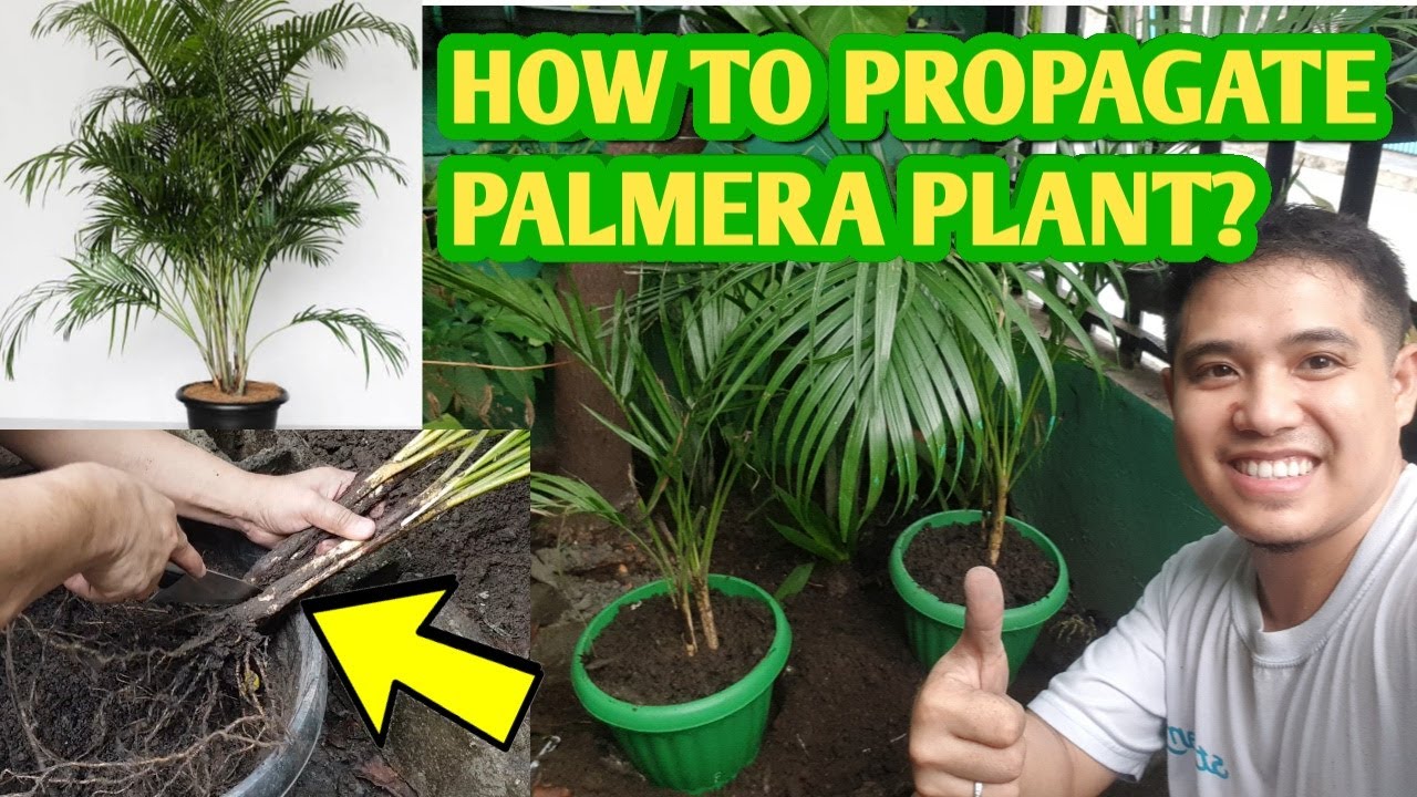 HOW TO PROPAGATE PALMERA PLANT Paano magparami ng palmera Plantito