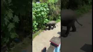 elephant funny video #2022 #youtube #shorts #video #jimmytrip