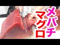 魚河岸市場【プロの料理人】が天然メバチまぐろのサク取り方教えます。スジが見えない裏技教えます。