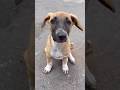Cute Puppies feeding time #ytshorts #viral #new #love #pets #indianHasan